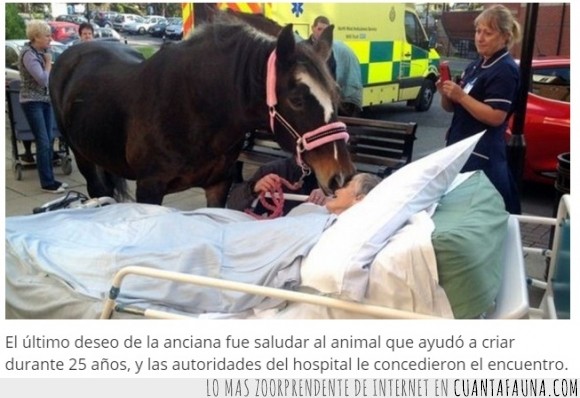 amistad,abuela,anciana,caballo,animal,humano,hospital,adiós,enfermedad,cáncer,amigos
